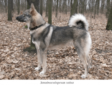 Laika