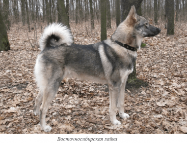 Laika della Siberia orientale