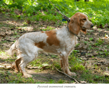 Russian Hani Spaniel