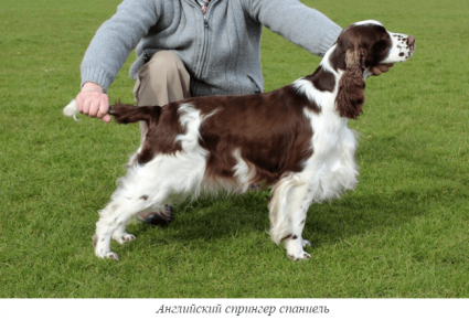 English Springer Spaniel