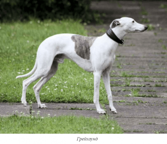 Greyhound