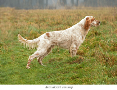 Setter inglese