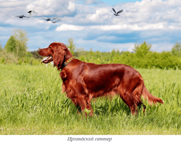Setter irlandese