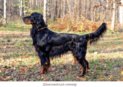 Setter scozzese