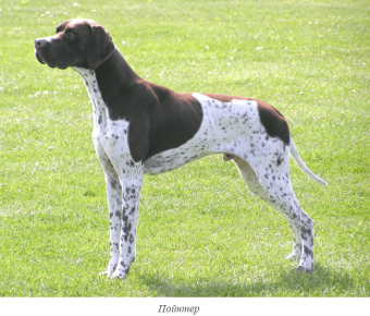 Pointer