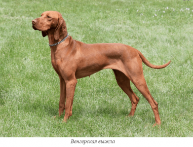 Ungherese