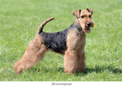 Welsh terrier