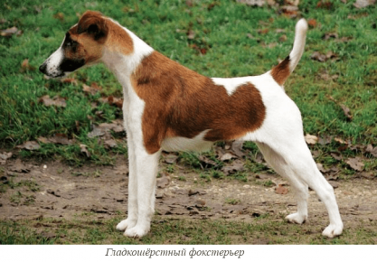 Smooth Fox Terrier