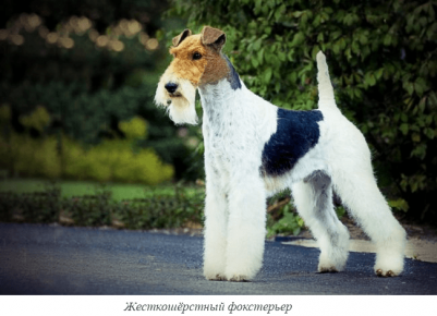 Wire Fox Terrier
