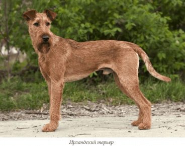 Terrier