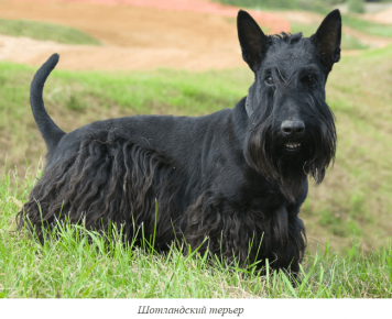 Terrier