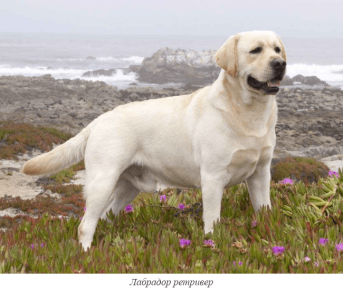 Labrador