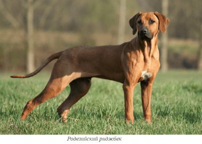 Rhodesian