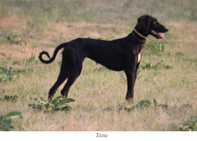 Taz