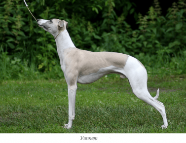 Whippet
