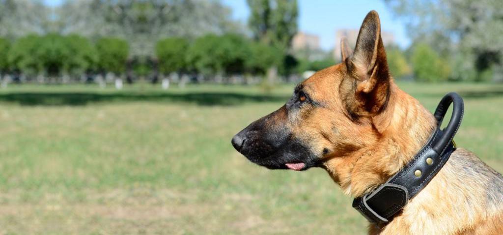 Collare da passeggio per un cane