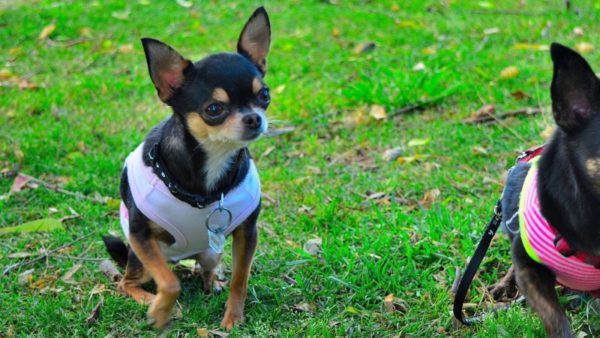 Caratteristiche dell'allenamento Chihuahua leggi l'articolo
