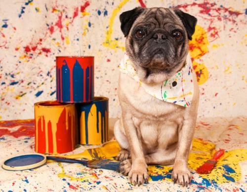 Avvelenamento da inchiostro e vernice nei cani e gatti