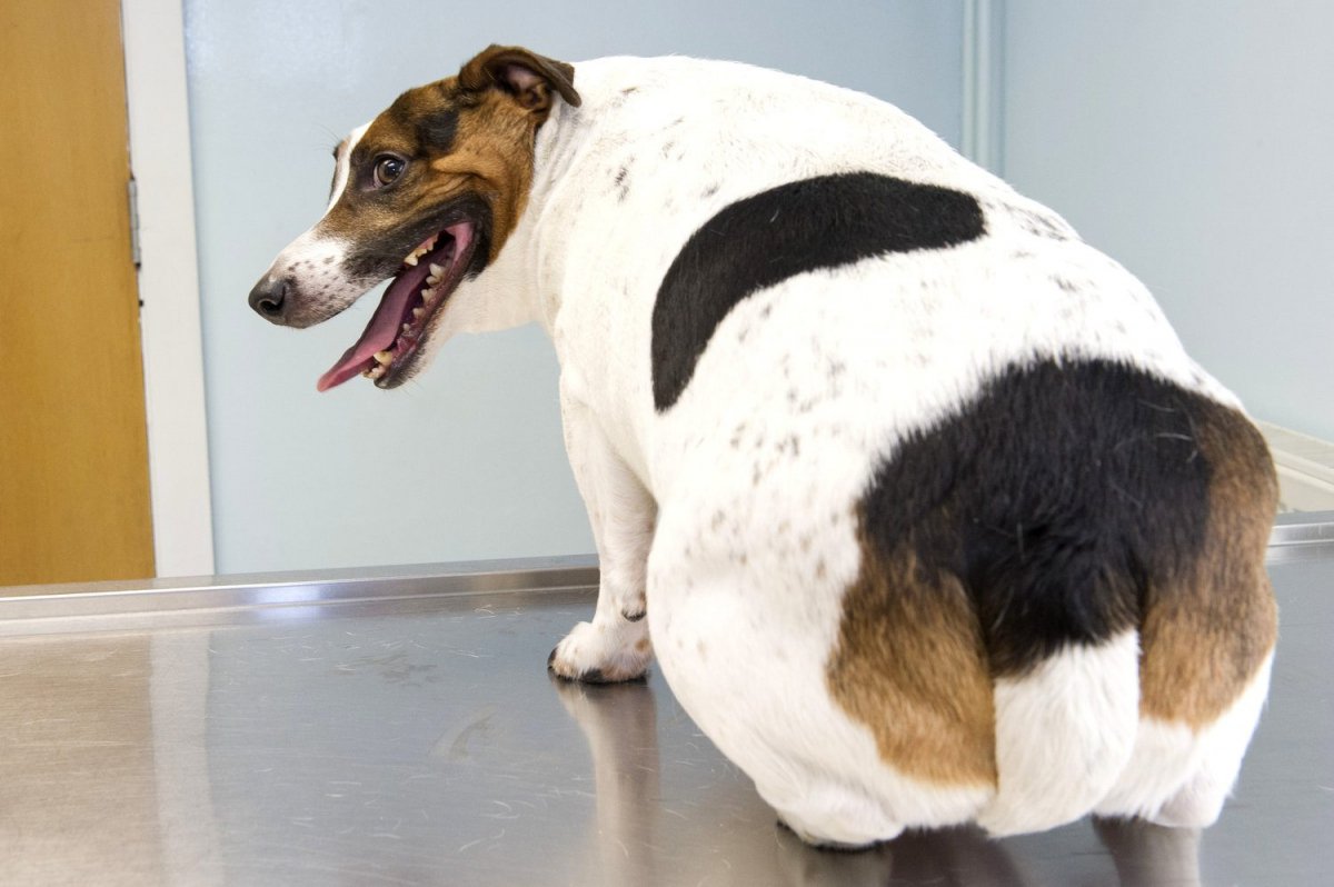 Obesità nei cani: cause, sintomi, il trattamento