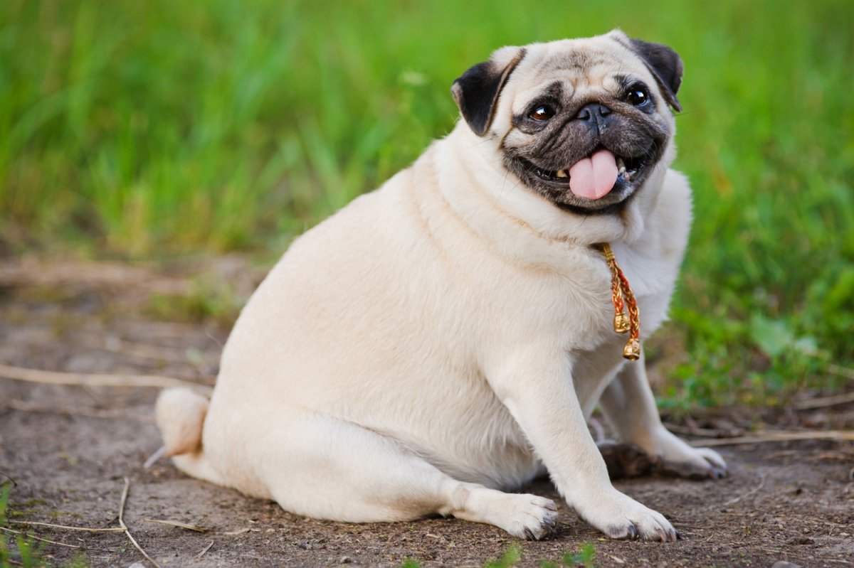 Obesità nei cani: cause, sintomi, il trattamento