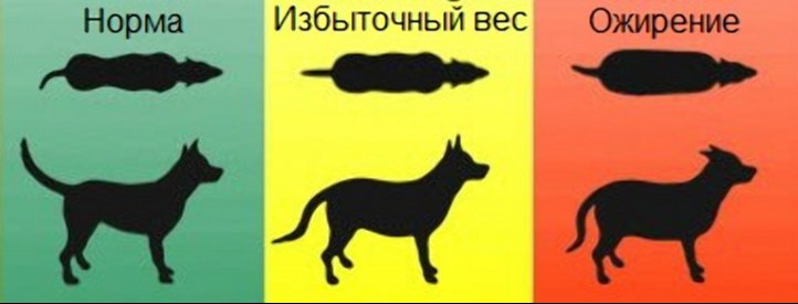 Obesità nei cani: cause, sintomi, il trattamento