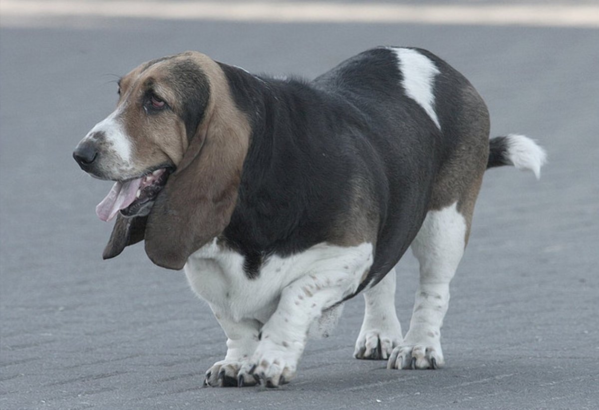 Obesità nei cani: cause, sintomi, il trattamento