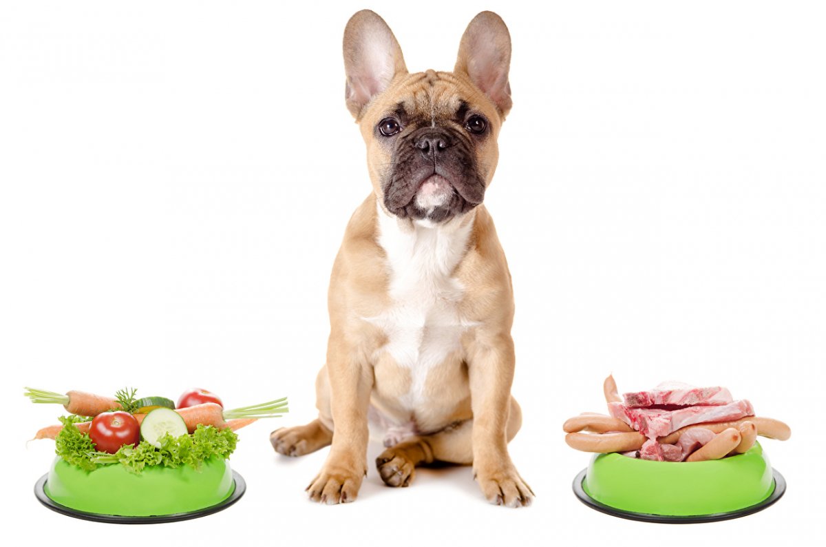Obesità nei cani: cause, sintomi, il trattamento
