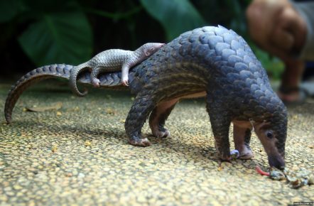 Pangolino con un cucciolo