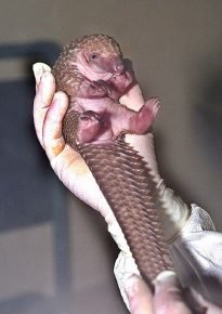 Piccolo pangolino