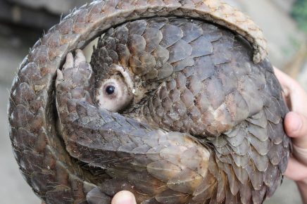 Pangolin raggomitolato