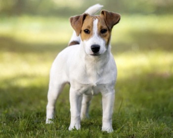 Parson Russell Terrier Parson Russell Terrier