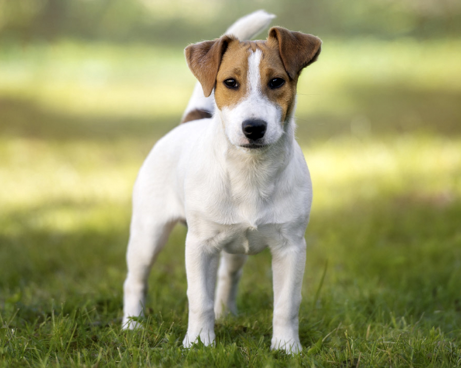 parson russell terrier