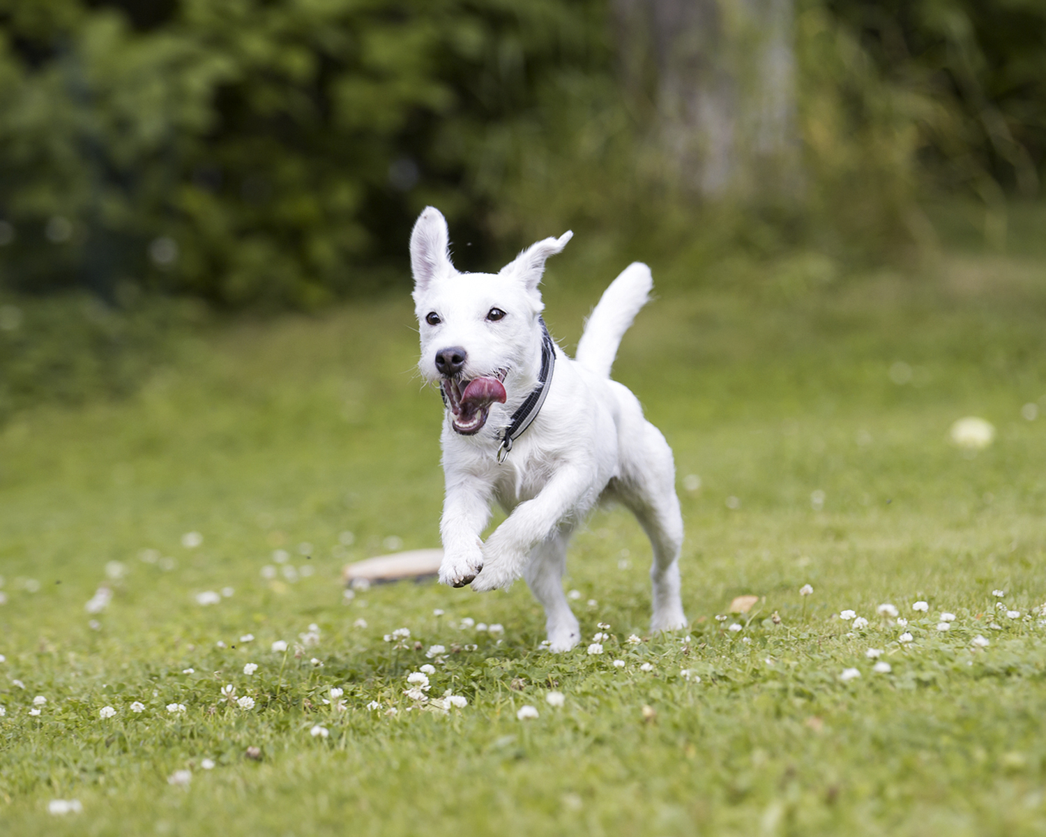 parson parson russell terrier
