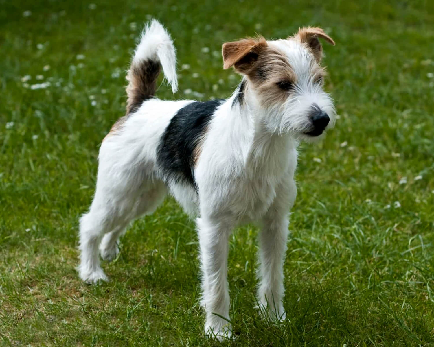Parson Russell Terrier cane di razza