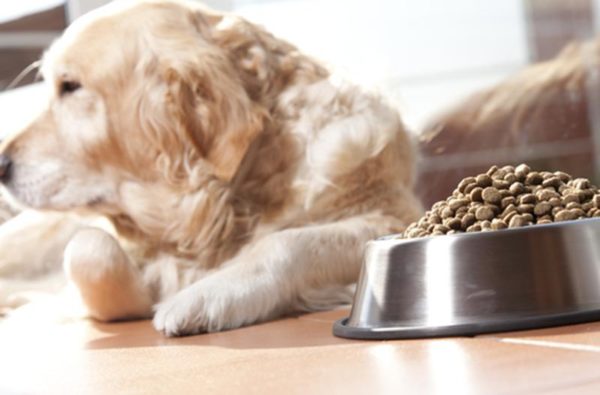 Perché un cane perde peso con un buon appetito leggi l'articolo