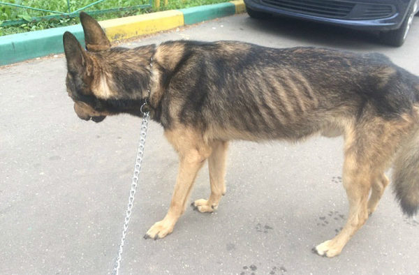 Perché il cane sta perdendo peso
