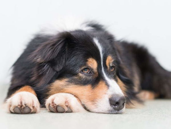 Perché il cane perde peso leggi l'articolo