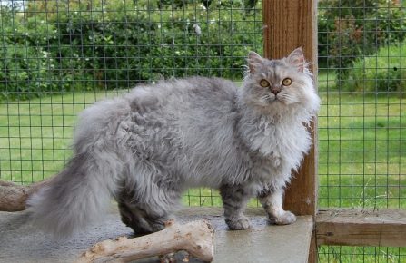 Razze di gatti ricci con foto e nomi