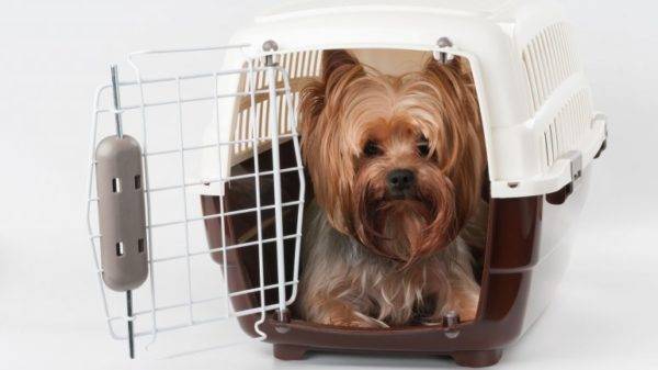 cane in carrozza
