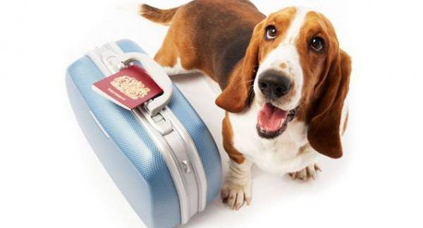 Preparare il cane per il giro