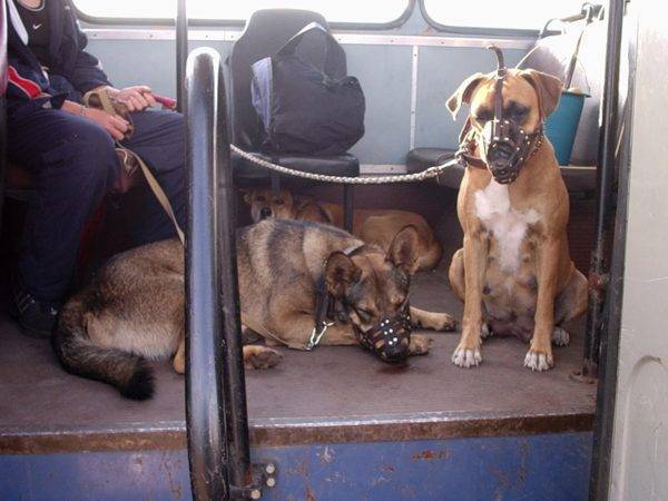 Trasporto di cani nel trasporto pubblico