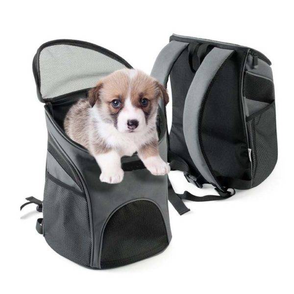cagnolino in carrozza