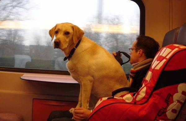Trasporto di animali per ferrovia