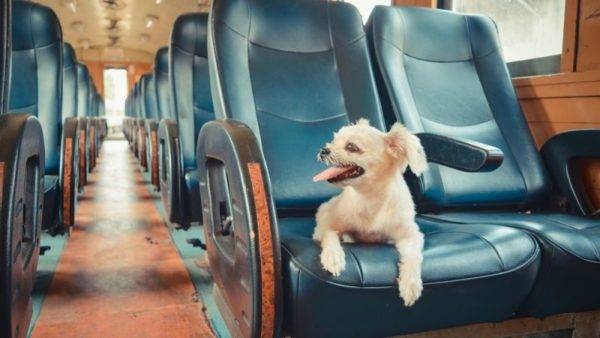 carrozza per cani