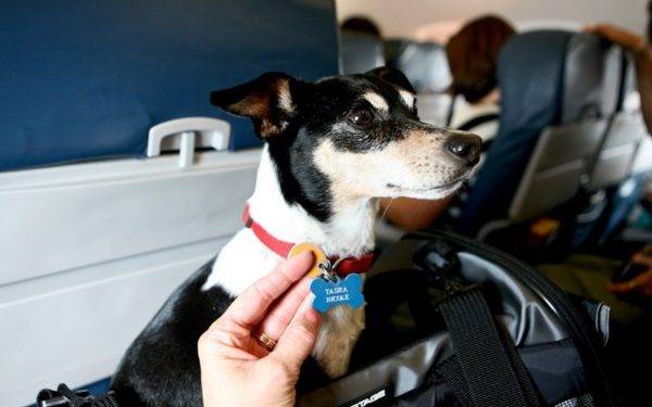 Trasporto di animali su un aereo