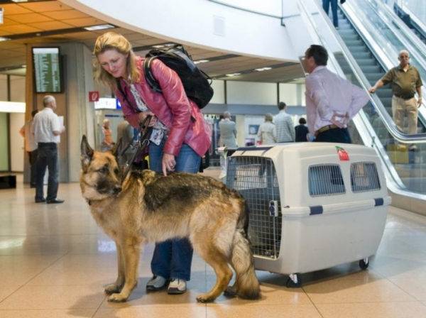 Trasporto aereo di cani fuori dai confini dello stato