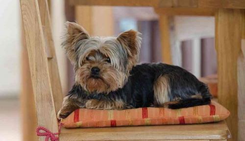 Durata della vita Yorkshire terrier