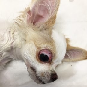 Perdita del bulbo oculare in un cane