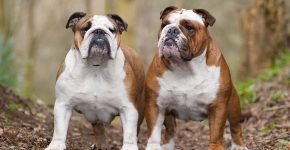 Bulldogs