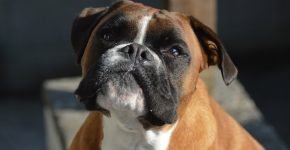 Boxer